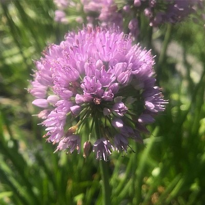 Allium Senescen Montanum