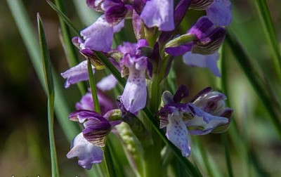 Anacamptis Morio