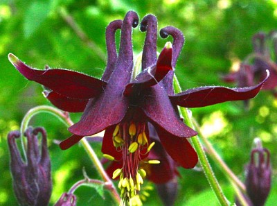 Aquilegia Atrata