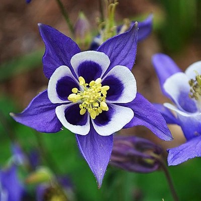 Aquilegia Vulgaris