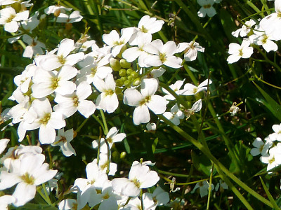 Arabidopsis Halleri