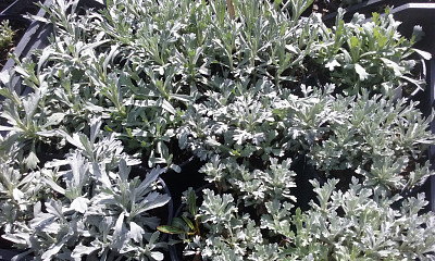 Artemisia Lanata