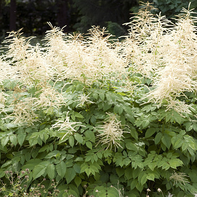 Aruncus Dioicus