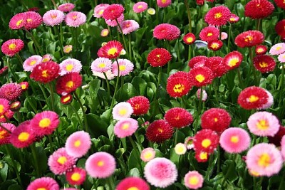 Bellis Perenni