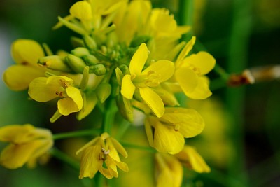 Brassica Rapa