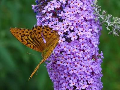 פאזל של Buddleja Davidii