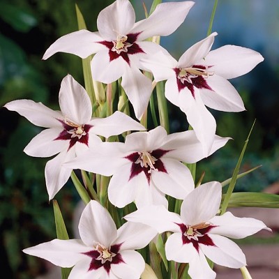 Acidanthera