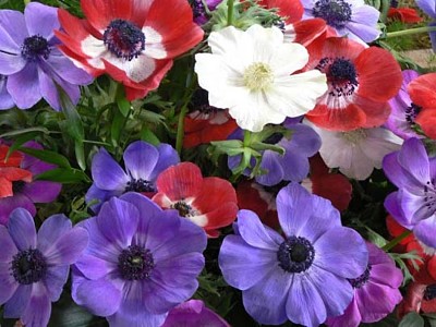 פאזל של Anemone