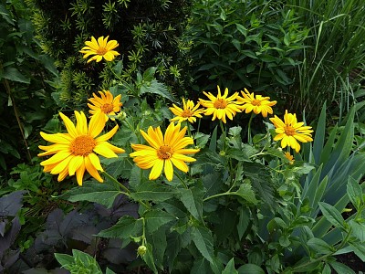 Arnica jigsaw puzzle