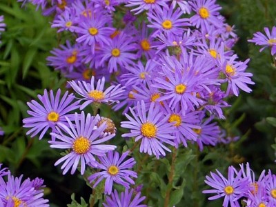 Aster jigsaw puzzle