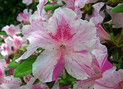 פאזל של Azalea o rododendro