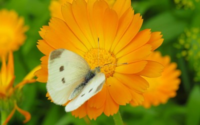 Calendula jigsaw puzzle