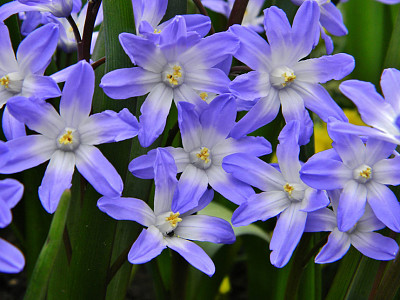 Chionodoxa