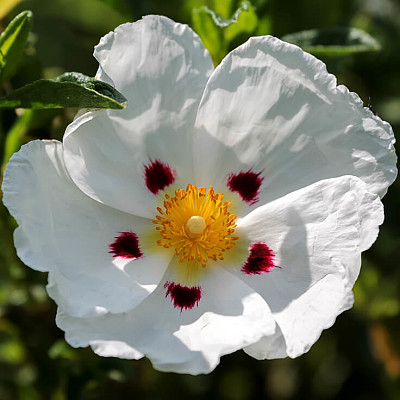 Cistus