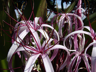 Crinum