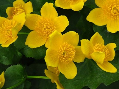 פאזל של Caltha Palustris