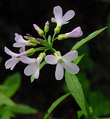 פאזל של Cardamine Bulbifera