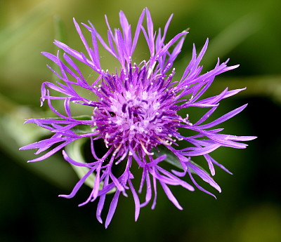 Centaurea Jacea jigsaw puzzle