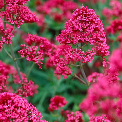 Centranthus Ruber