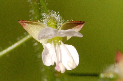 Circaea Lutetiana