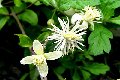 Clematis Vitalba jigsaw puzzle