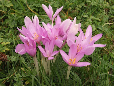 Colchicum Autumnalis