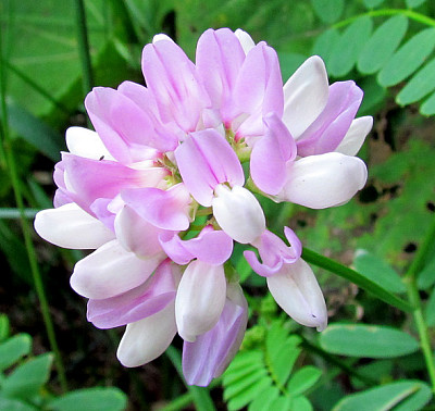 Coronilla Varia