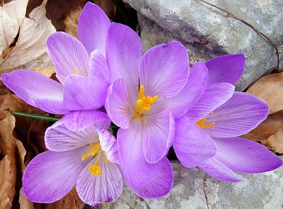 פאזל של Crocus Napolitanus