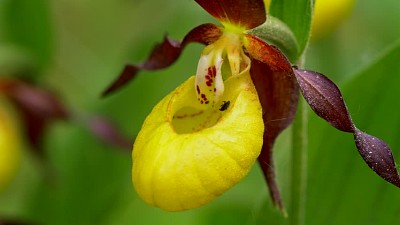 פאזל של Cypripedium Calceolus