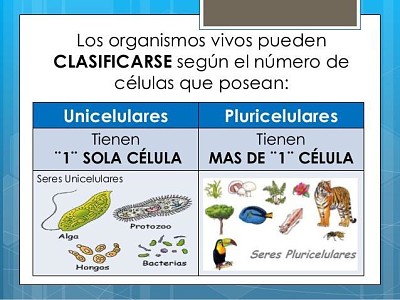 seres unicelulares