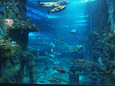 פאזל של Aquarium San Sebastian