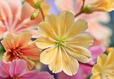 flower jigsaw puzzle