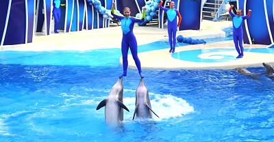 Dolphin Trick