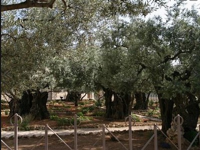 פאזל של Garden of Gethsemene