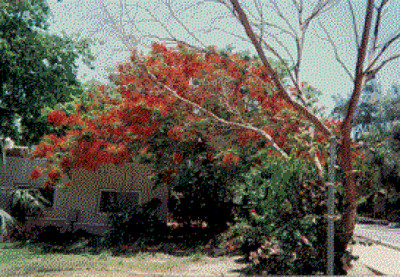 Bushes in Israel