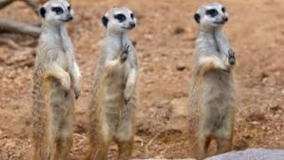 Meerkat 2 jigsaw puzzle