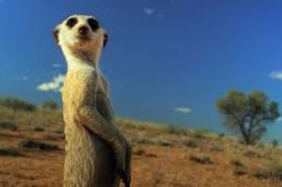 פאזל של Meerkat 4