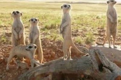 Meerkat 7