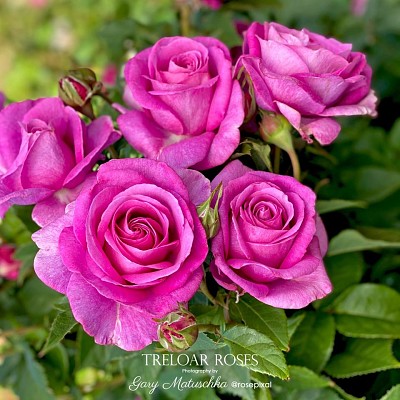 flores jigsaw puzzle