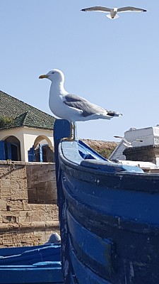 פאזל של essaouira