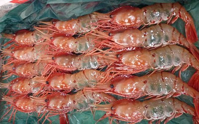 Japon - MarchÃ© aux poissons Tokyo