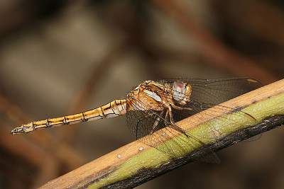 פאזל של Orthetrum crysostigma