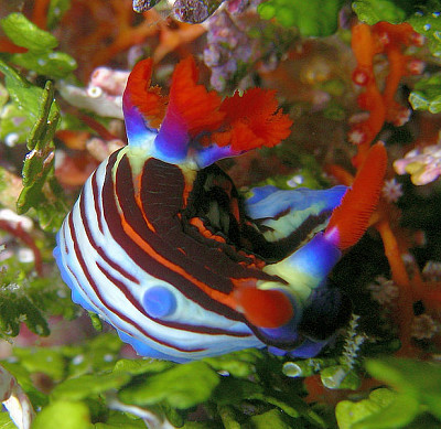 פאזל של Nembrotha purpureolineata