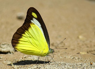 Appias lyncida