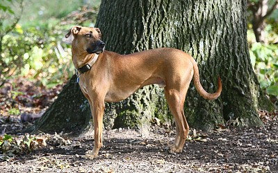 פאזל של Black mouth cur