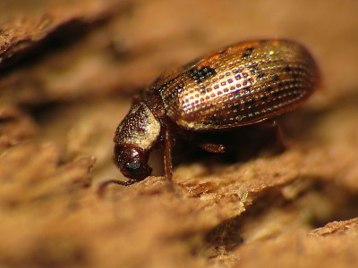 Derodontus esotericus