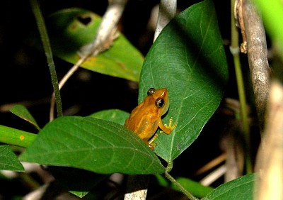 Llanero coqui