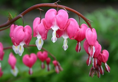 Dicentra (Cuor Di Maria)