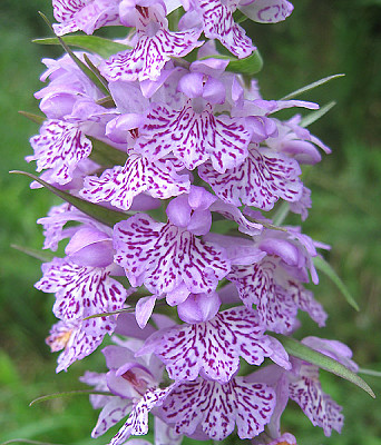 פאזל של Dactylorhiza Maculata