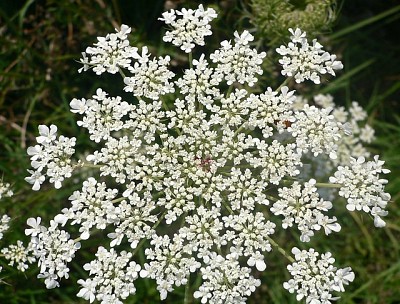 פאזל של Daucus Carota